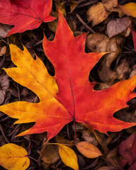 autumn scene, fall landscape, autumn colors, fall foliage, autumn forest, golden autumn, vibrant fall leaves, seasonal scenery, nature in autumn, colorful leaves, autumn trees, rustic fall, fall vibes