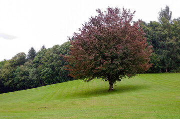 A tree is standing in a grassy field