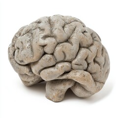 Brain model sculpture, detailed texture, isolated on white background