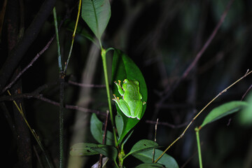 A vibrant Orange Belly Tree Frog(Zhangixalus aurantiventris) with a smooth, dark green back and orange-red belly perched on a branch. New Taipei City, Taiwan.
