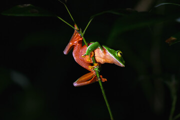 A vibrant Orange Belly Tree Frog(Zhangixalus aurantiventris) with a smooth, dark green back and orange-red belly perched on a branch. New Taipei City, Taiwan.