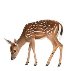 A deer is eating grass on a white background