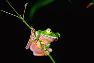 A vibrant Orange Belly Tree Frog(Zhangixalus aurantiventris) with a smooth, dark green back and orange-red belly perched on a branch. New Taipei City, Taiwan.