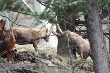 herd of steinbock capricorns grazing in Pontresina, Graubuenden, during summer. Ibex herd.