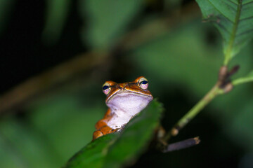 A close-up of a Brauer's tree frog perched on a green leaf at night. The frog has a brownish-orange body with distinctive markings. New Taipei City, Taiwan.