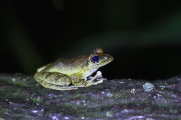 A Brown Tree Frog(Buergeria robusta) with smooth brown skin and a white granular belly on a log. The frog's limbs have horizontal bands and large toe pads. New Taipei City, Taiwan.
