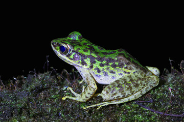 A close-up of a Swinhoe's Frog(Odorrana swinhoana)  with a green and brown spotted back on a rock. The frog's smooth skin has small warts and granules. New Taipei City, Taiwan.