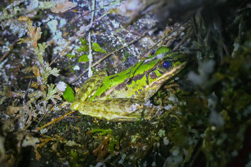 A close-up of a Swinhoe's Frog(Odorrana swinhoana)  with a green and brown spotted back on a rock. The frog's smooth skin has small warts and granules. New Taipei City, Taiwan.
