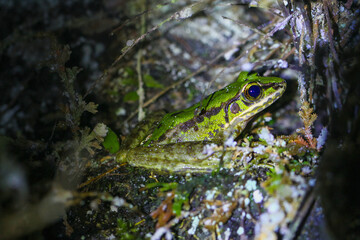 A close-up of a Swinhoe's Frog(Odorrana swinhoana)  with a green and brown spotted back on a rock. The frog's smooth skin has small warts and granules. New Taipei City, Taiwan.