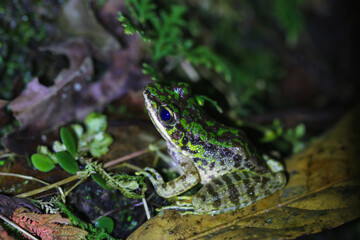 Swinhoe's frog (Odorrana swinhoana) in natural habitat. It has green and brown spots on its back, smooth skin with small warts, and light brown or green sides. New Taipei City, Taiwan.