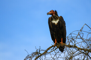 Image of red-headed vulture perched on branch