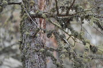 close up of trees in winter in pontresina graubuenden forest