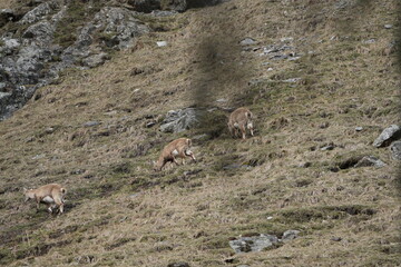 herd of steinbock capricorns grazing in Pontresina, Graubuenden, during summer. Ibex herd.