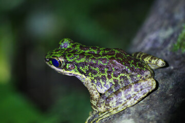 A close-up of a Swinhoe's Frog(Odorrana swinhoana)  with a green and brown spotted back on a rock. The frog's smooth skin has small warts and granules. New Taipei City, Taiwan.