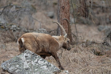 herd of steinbock capricorns grazing in Pontresina, Graubuenden, during summer. Ibex herd.