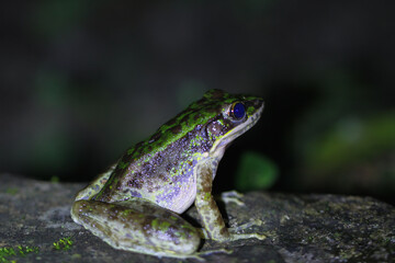 A close-up of a Swinhoe's Frog(Odorrana swinhoana)  with a green and brown spotted back on a rock. The frog's smooth skin has small warts and granules. New Taipei City, Taiwan.