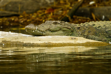 Image of crocodile lying on rock in lake.
