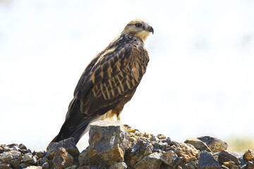 Fototapeta premium Wildlife - Birds. Long-legged sparrowhawks can be seen in mountains, valleys, forest edges, steppes, farmlands and seashores. They usually feed on small mammals such as field mice and moles.