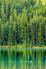 A lake with a forest in the background