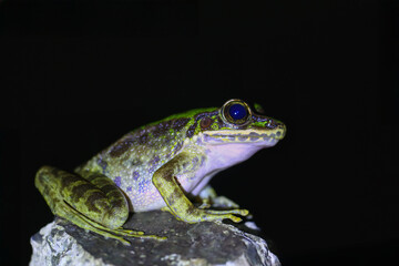 A close-up of a Swinhoe's Frog(Odorrana swinhoana)  with a green and brown spotted back on a rock. The frog's smooth skin has small warts and granules. New Taipei City, Taiwan.