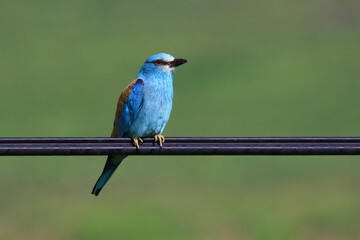 Wildlife - Birds. The blue rock thrush (Monticola solitarius) lives on cliffs and feeds on insects, small reptiles, fruit and seeds.