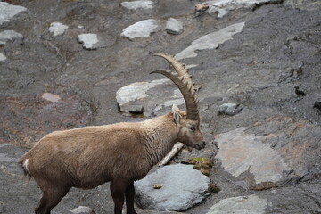 herd of steinbock capricorns grazing in Pontresina, Graubuenden, during summer. Ibex herd.