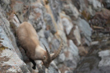herd of steinbock capricorns grazing in Pontresina, Graubuenden, during summer. Ibex herd.