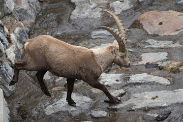 herd of steinbock capricorns grazing in Pontresina, Graubuenden, during summer. Ibex herd.