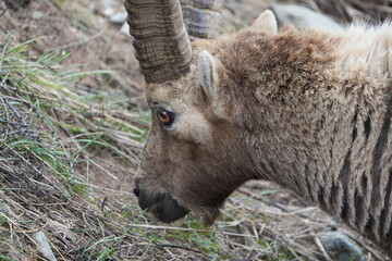 herd of steinbock capricorns grazing in Pontresina, Graubuenden, during summer. Ibex herd.