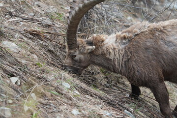 herd of steinbock capricorns grazing in Pontresina, Graubuenden, during summer. Ibex herd.