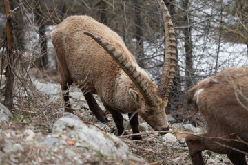 herd of steinbock capricorns grazing in Pontresina, Graubuenden, during summer. Ibex herd.