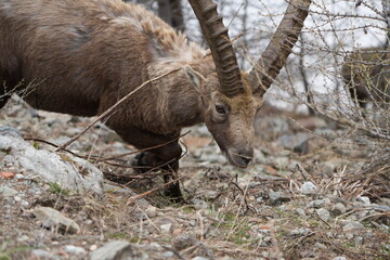 herd of steinbock capricorns grazing in Pontresina, Graubuenden, during summer. Ibex herd.