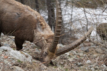 herd of steinbock capricorns grazing in Pontresina, Graubuenden, during summer. Ibex herd.