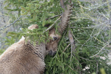 herd of steinbock capricorns grazing in Pontresina, Graubuenden, during summer. Ibex herd.