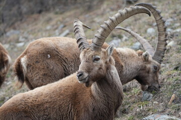 herd of steinbock capricorns grazing in Pontresina, Graubuenden, during summer. Ibex herd.