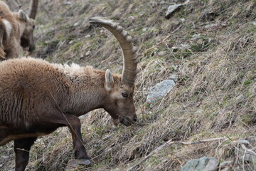 herd of steinbock capricorns grazing in Pontresina, Graubuenden, during summer. Ibex herd.