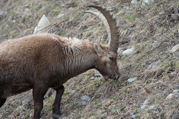 herd of steinbock capricorns grazing in Pontresina, Graubuenden, during summer. Ibex herd.