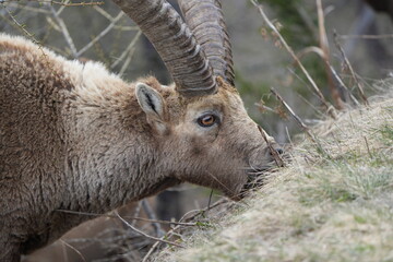 herd of steinbock capricorns grazing in Pontresina, Graubuenden, during summer. Ibex herd.
