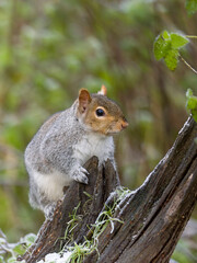 Grey squirrel, Sciurus carolinensis