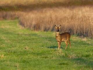 Roe deer, Capreolus capreolus