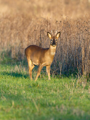 Roe deer, Capreolus capreolus