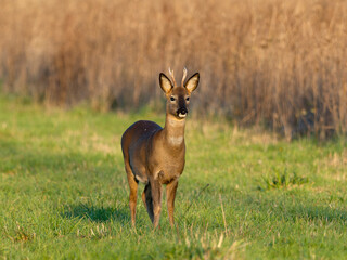 Roe deer, Capreolus capreolus