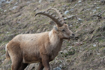 herd of steinbock capricorns grazing in Pontresina, Graubuenden, during summer. Ibex herd.