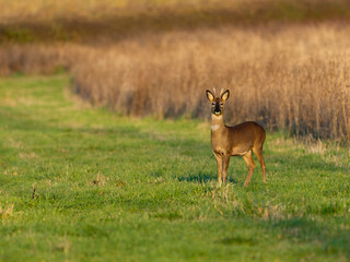 Roe deer, Capreolus capreolus