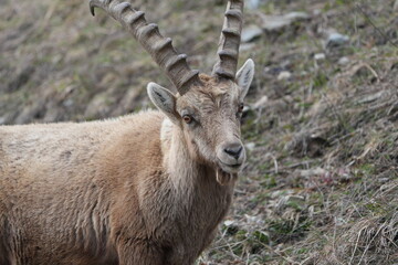 herd of steinbock capricorns grazing in Pontresina, Graubuenden, during summer. Ibex herd.