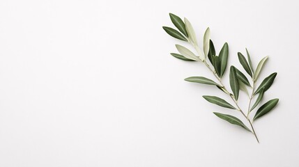 Fototapeta premium Olive branch on clean white background with copy space