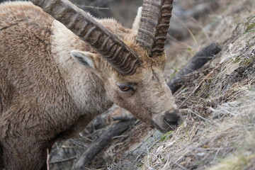 herd of steinbock capricorns grazing in Pontresina, Graubuenden, during summer. Ibex herd.