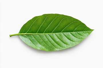 Obraz premium green cocoa leaf: Cocoa Plant Leaf isolated on white background, Vibrant Green Foliage