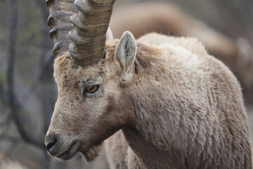 herd of steinbock capricorns grazing in Pontresina, Graubuenden, during summer. Ibex herd.