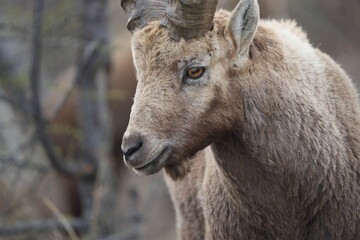 herd of steinbock capricorns grazing in Pontresina, Graubuenden, during summer. Ibex herd.